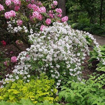 Deutzia_rosea_2005_2215_b.jpg