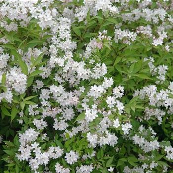 Deutzia_rosea_2008_2492.jpg