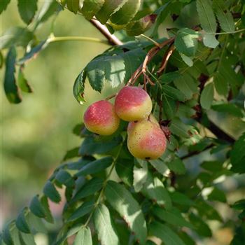 Sorbus_domestica_2006_6830.jpg