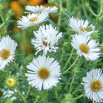 Aster_novae_angliae_Herbstschnee_HRM_Q1.jpg