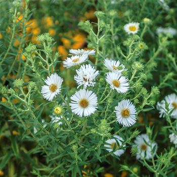 Aster_novae_angliae_Herbstschnee_HRM_Q2.jpg