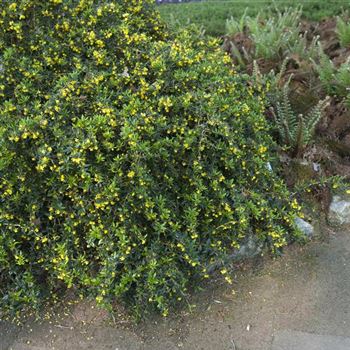 Berberis_candidula_2009_2127.jpg