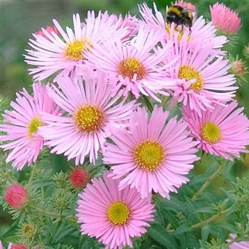 Aster_novae_angliae_Rosa_Sieger_HRM_Q1.jpg