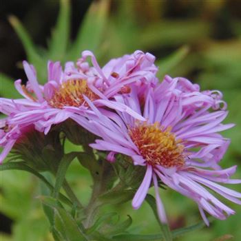 Aster_novae_angliae_Rosa_Sieger_WI_Q1.jpg