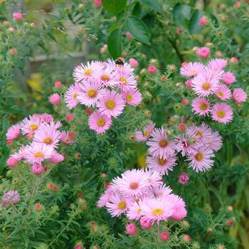 Aster_novae_angliae_Rosa_Sieger_HRM_Q2.jpg