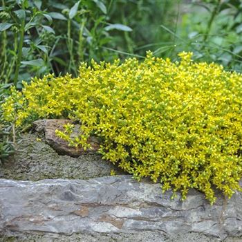 Sedum_acre_HRM_Q2.jpg