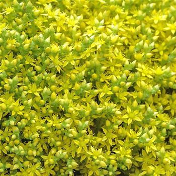 Sedum_acre_HRM_Q1.jpg