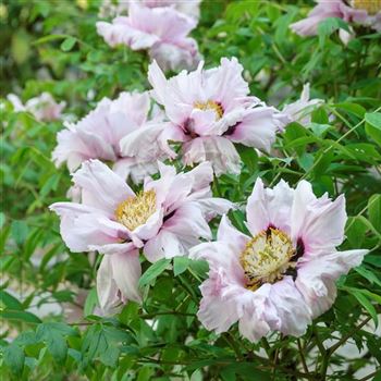 Paeonia_rockii_Hybride_2010_2400.jpg