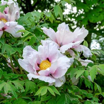 Paeonia_rockii_Hybride_2010_2399.jpg