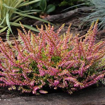 Calluna_vulgaris_Bonita_S_IMG_2835.JPG