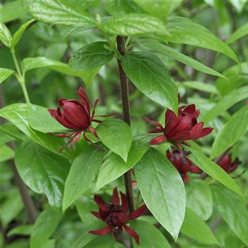 Calycanthus_floridus_2005_2337_q.jpg