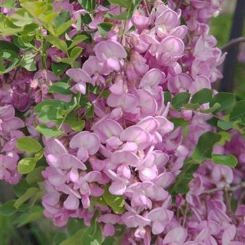 Robinia_hispida_Macrophylla_2008_3648.jpg