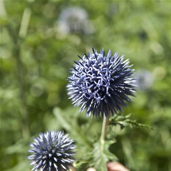 Echinops_ritro_Veitchs_Blue_HRM_Q2.jpg