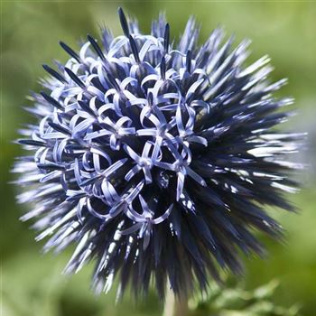 Echinops_ritro_Veitchs_Blue_HRM_Q1.jpg