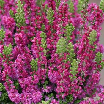 Calluna_vulgaris_Dark_Beauty_S_Detail_MG_1798.JPG