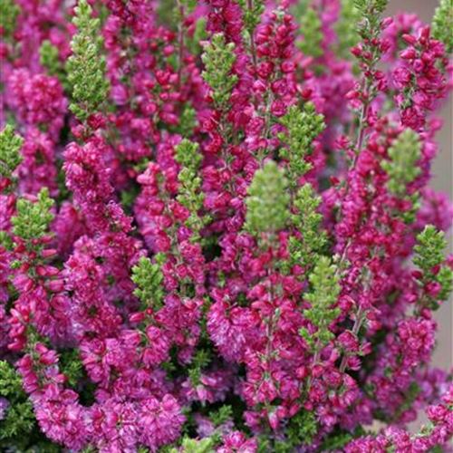 Calluna 'Dark Beauty' (S)