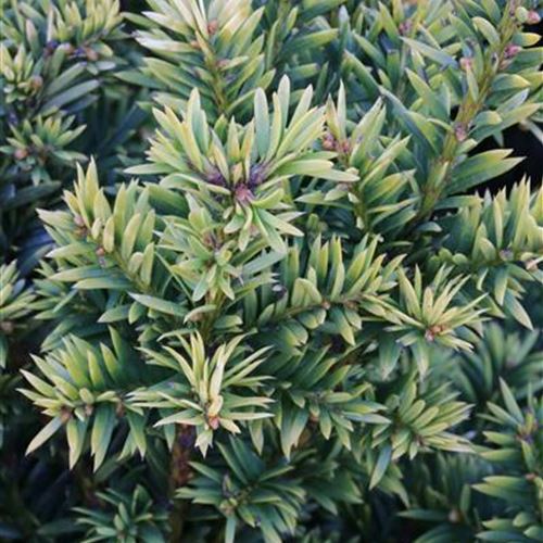 Taxus baccata 'Semperaurea'