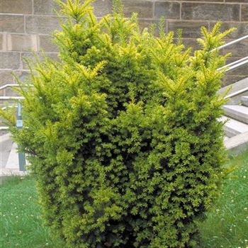 Taxus_baccata_Semperaurea_1999_4002_b.jpg