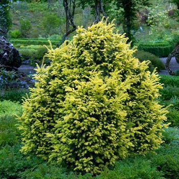 Taxus_baccata_Semperaurea_2006_2867_q.jpg