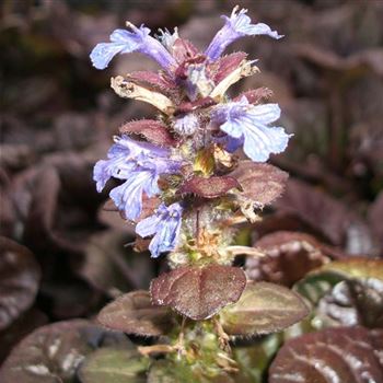 Ajuga_reptans_WI_Q1.jpg