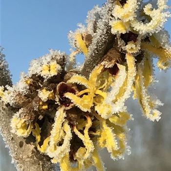 Hamamelis_mollis_Petalen_winter.JPG