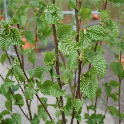 Betula medwediewii