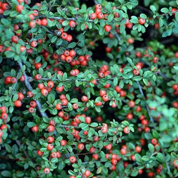 Cotoneaster_dammeri_Coral_Beauty_2006_7708.jpg