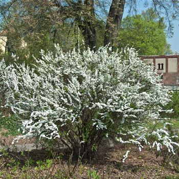 Spiraea_arguta_2009_0881.jpg