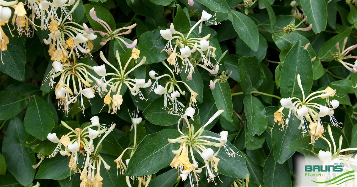 Lonicera periclymenum, Common honeysuckle, woodbine von Bruns Pflanzen