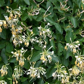 Lonicera_periclymenum_2006_2428_q.jpg