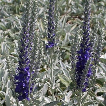 Veronica_spicata_ssp_incana_HRM_Q1.jpg