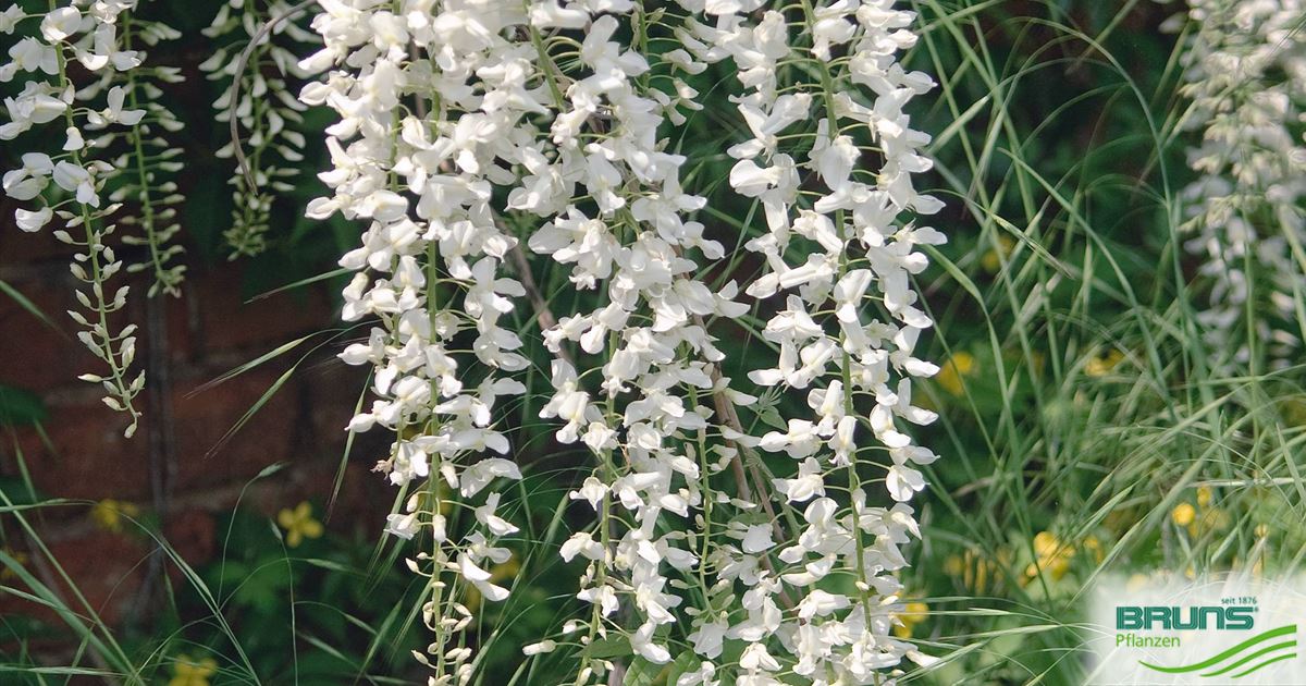 Wisteria floribunda 'Shiro-Noda' von Bruns Pflanzen