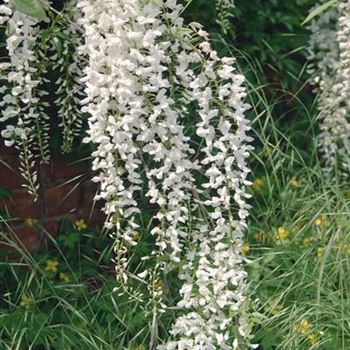 Wisteria_floribunda_Shiro_noda_2008_2454.jpg