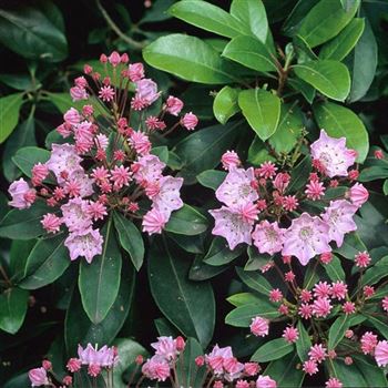 Kalmia_latifolia_2004_0808_b.jpg