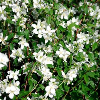 Philadelphus_lemoinei_HRM_4708.jpg