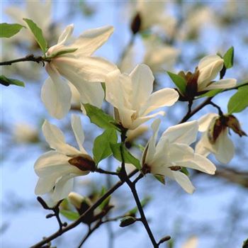 Magnolia_kobus_1999_1535_q.jpg