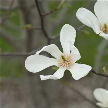 Magnolia_kobus_2006_0568.jpg