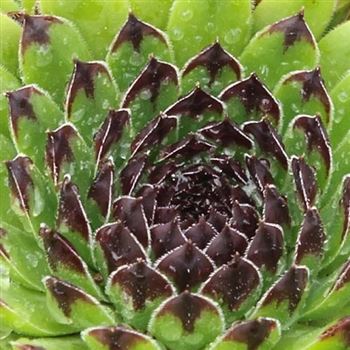 Sempervivum_Simplonstern_HRM_Q1.jpg