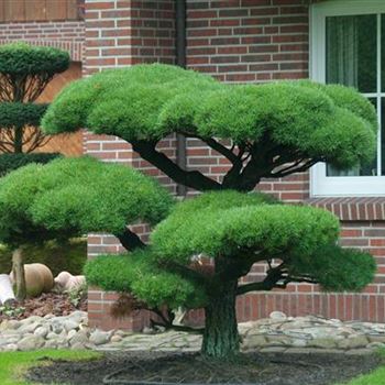 Pinus_contorta_2010_8078.jpg