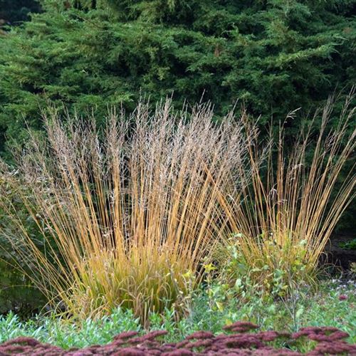 Molinia arundinacea 'Windspiel'