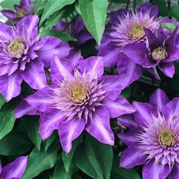 Clematis_Multi_Blue_2003_2427_q.jpg