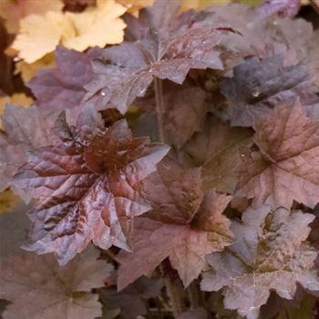 Heuchera_Palace_Purple_HRM_Q1.jpg