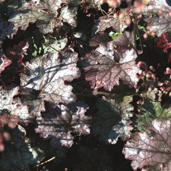 Heuchera_micrantha_P_P.tif