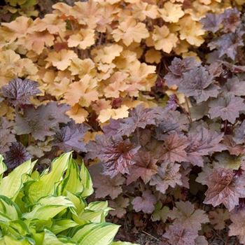 Heuchera_Palace_Purple_HRM_Q2.jpg