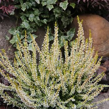 Calluna_vulgaris_Sandy_S_1S1B3273.JPG