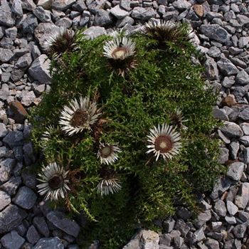 Carlina_acaulis_ssp_simplex_HRM_Q3.jpg