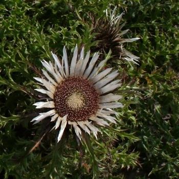 Carlina_acaulis_ssp_simplex_HRM_Q2.jpg