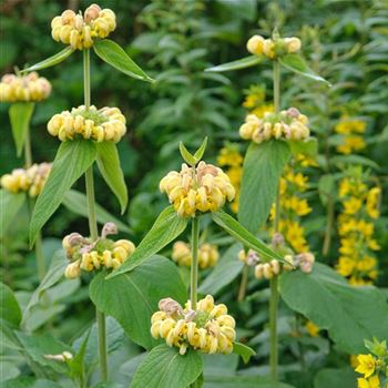 Phlomis_russeliana_HRM_Q2.jpg