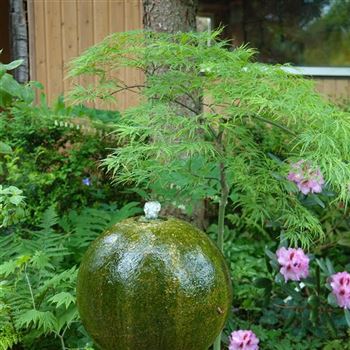 Acer_palmatum_Dissectum_2008_2612_q.jpg