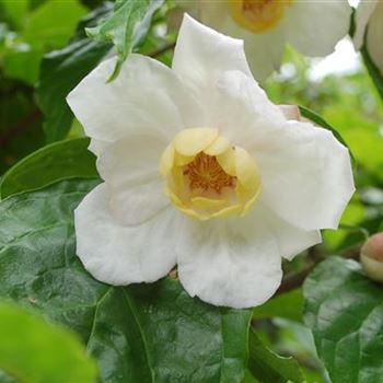 Sinocalycanthus_chinensis_GR_R1.JPG